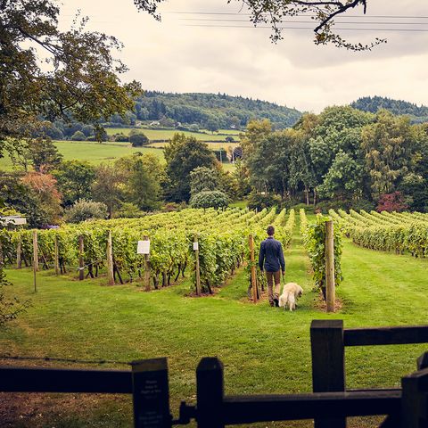 Coddington Vineyard