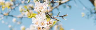 blossom branch