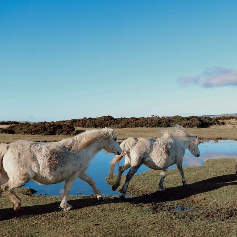 Hergest Ridge
