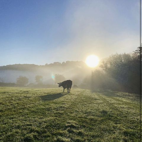 River Wye at Welsh Bicknor (Photo credit: Wye Organic)