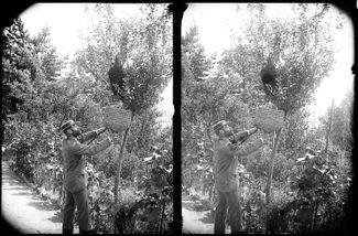 Alfred Watkins tending to some bees