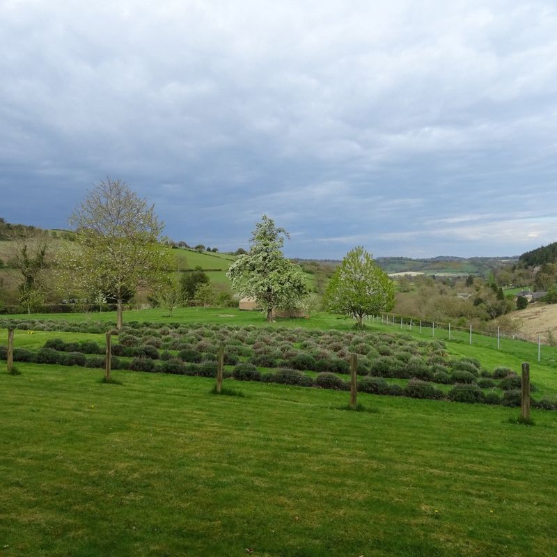 Willey Lane Farm