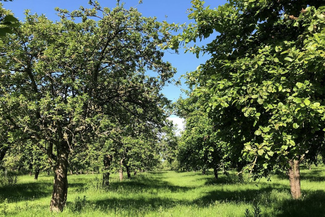 An apple orchard
