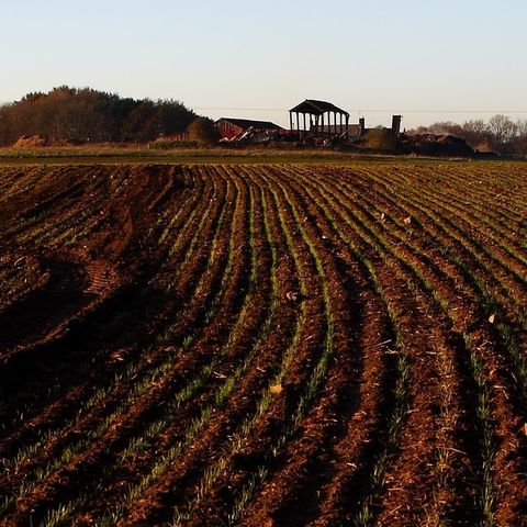 ploughed fields