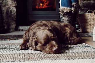 Dog sleeping in front of fire