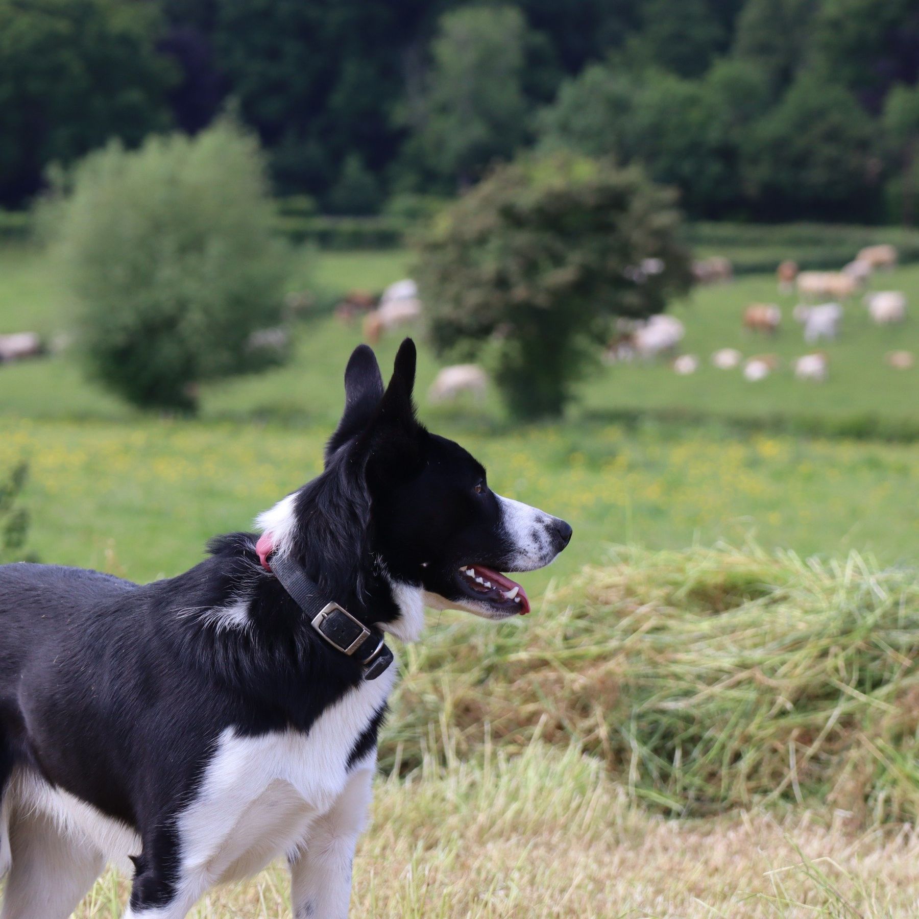 Seb - our very friendly sheepdog