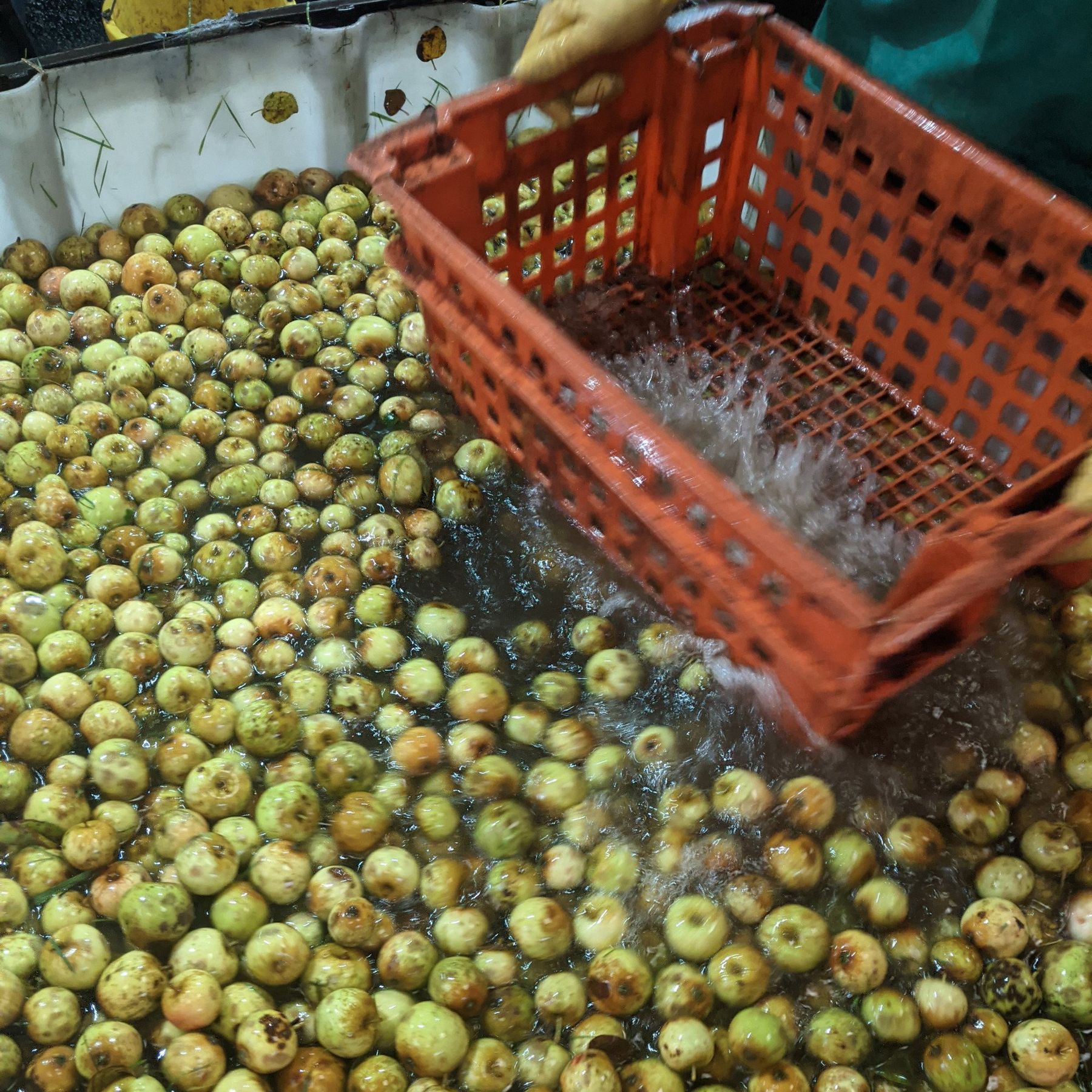 Once the apples or pears come into the cider barn, the first job is to handwash and sort them.