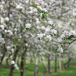 Dabinett apple blossom about to burst in our Gameoolands Orchard.