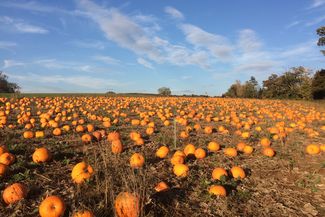 Pumpkin Patch