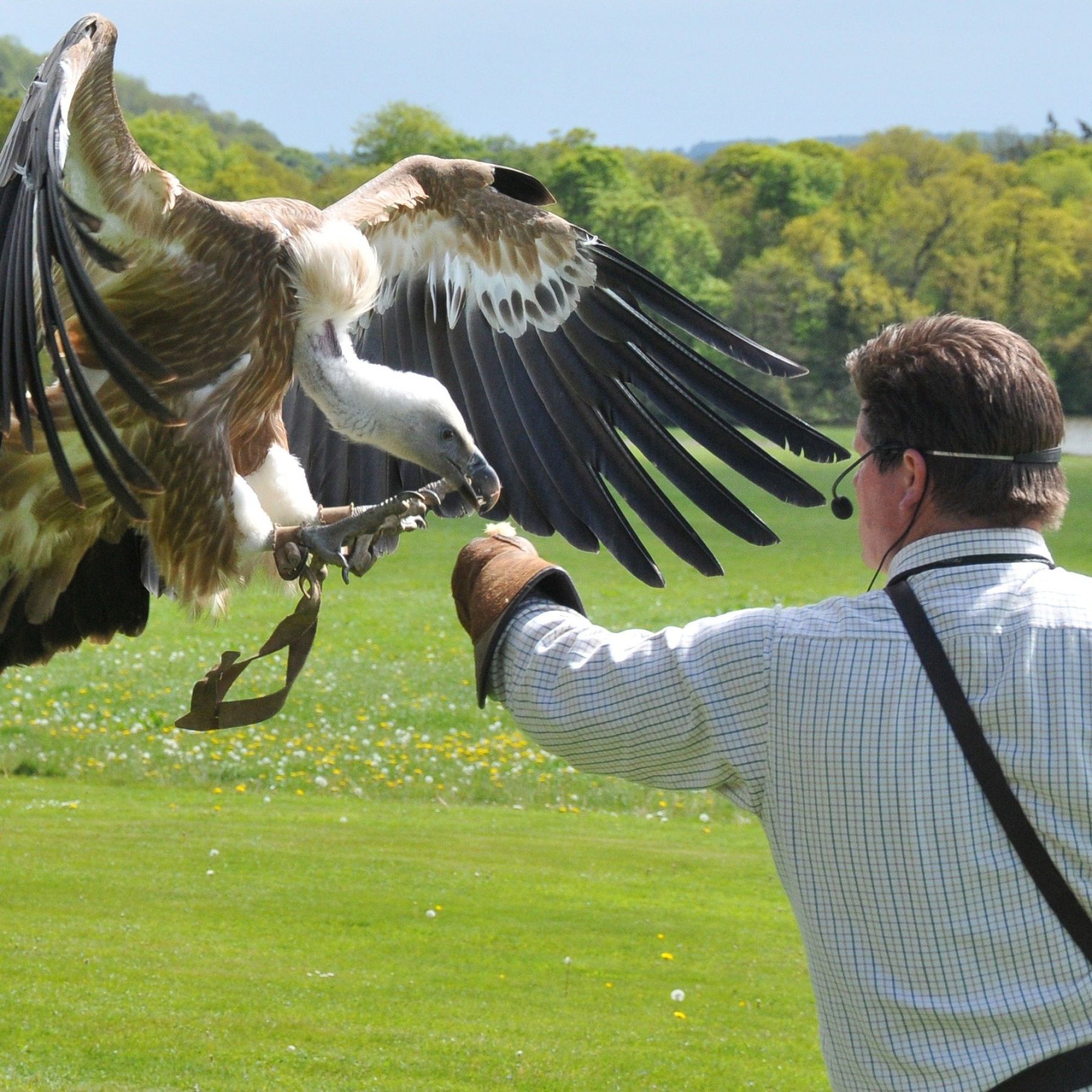 Falconry Sundays