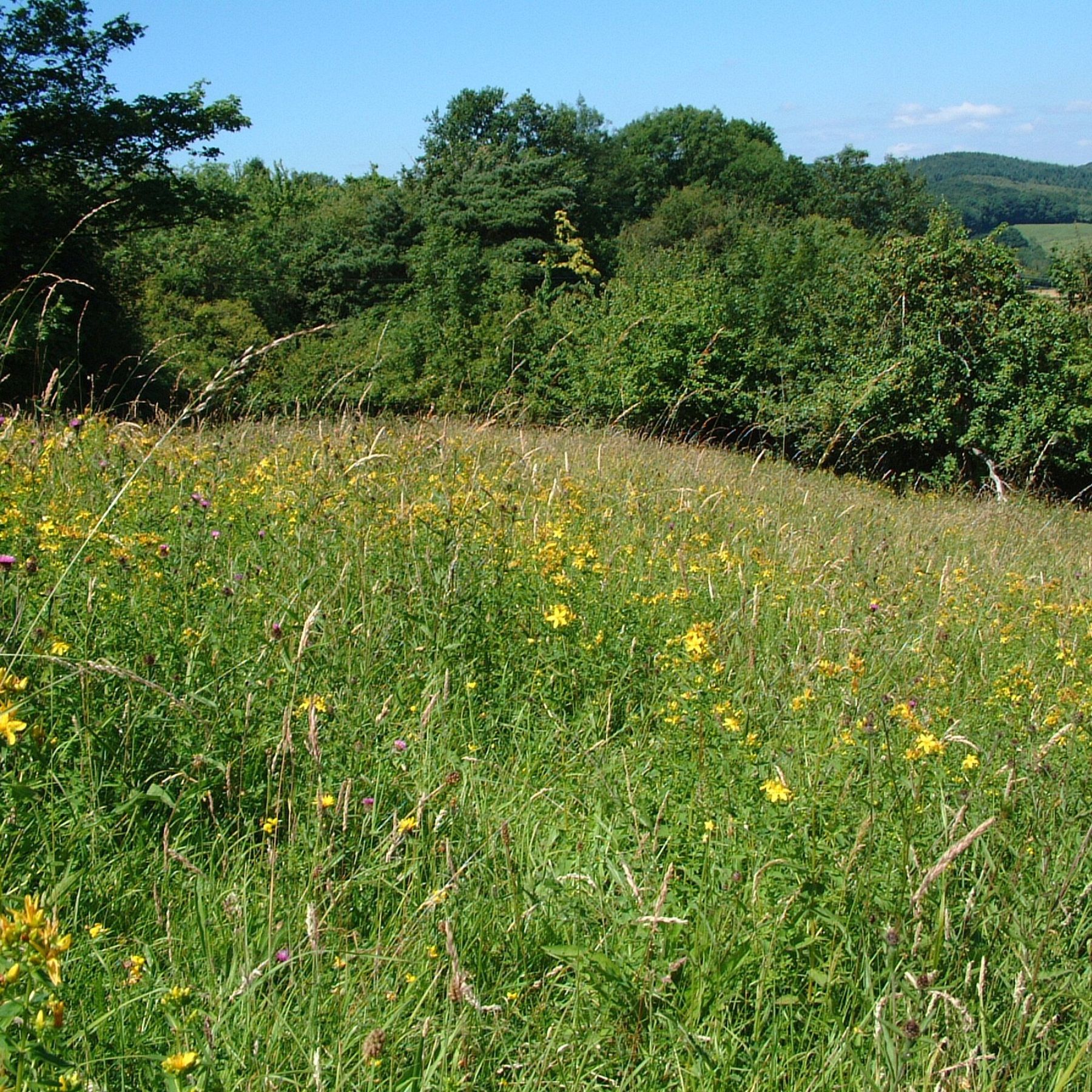Common Hill Nature Reserve (c) HWT