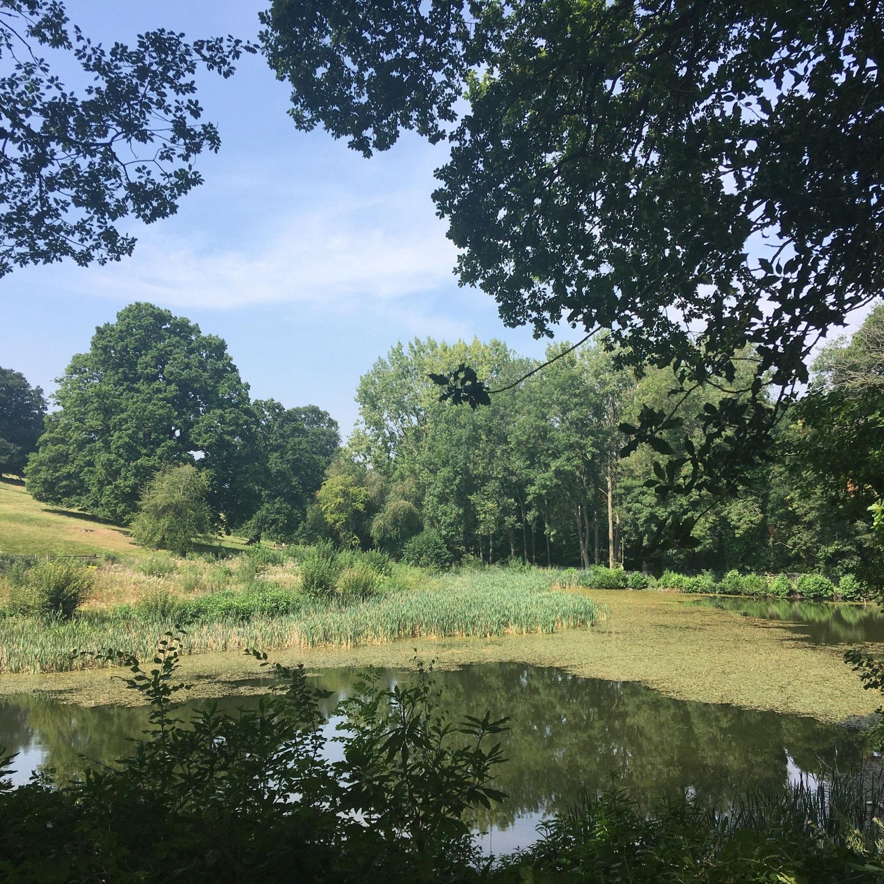 Spot the fish at Lawn Pool