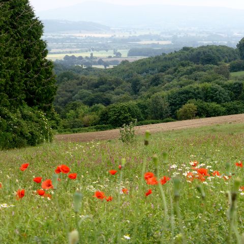 poppies looking towards leintwardine
