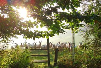 Sheep near the track