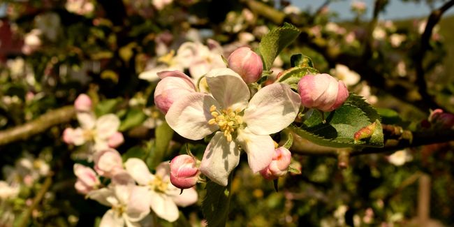 blossom