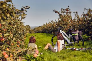 Cider Orchard