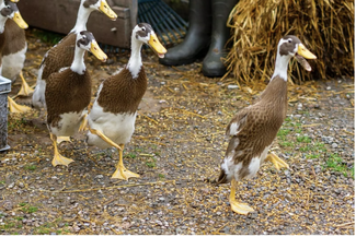 Ducks at Drovers