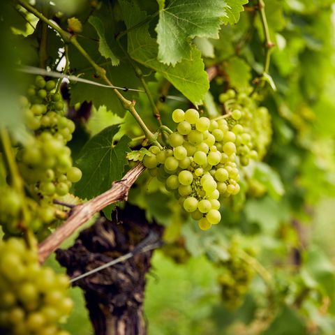 coddington vineyard