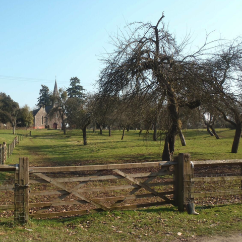 The orchard with church in the background