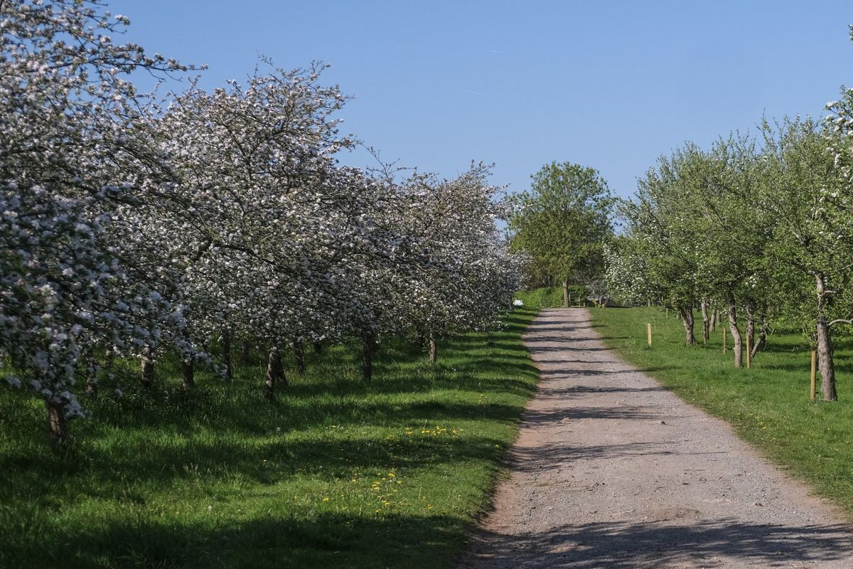 Blossom Day