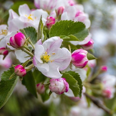 blossom