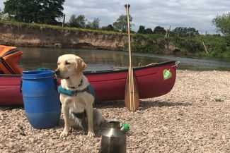 Labrador sits by canoe