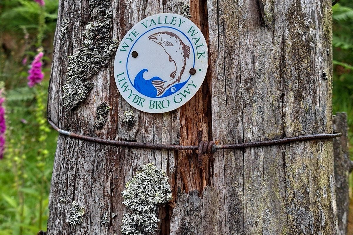 Follow the Leaping Salmon