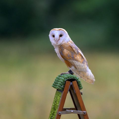 A white owl