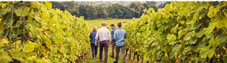 Group walking through vineyard