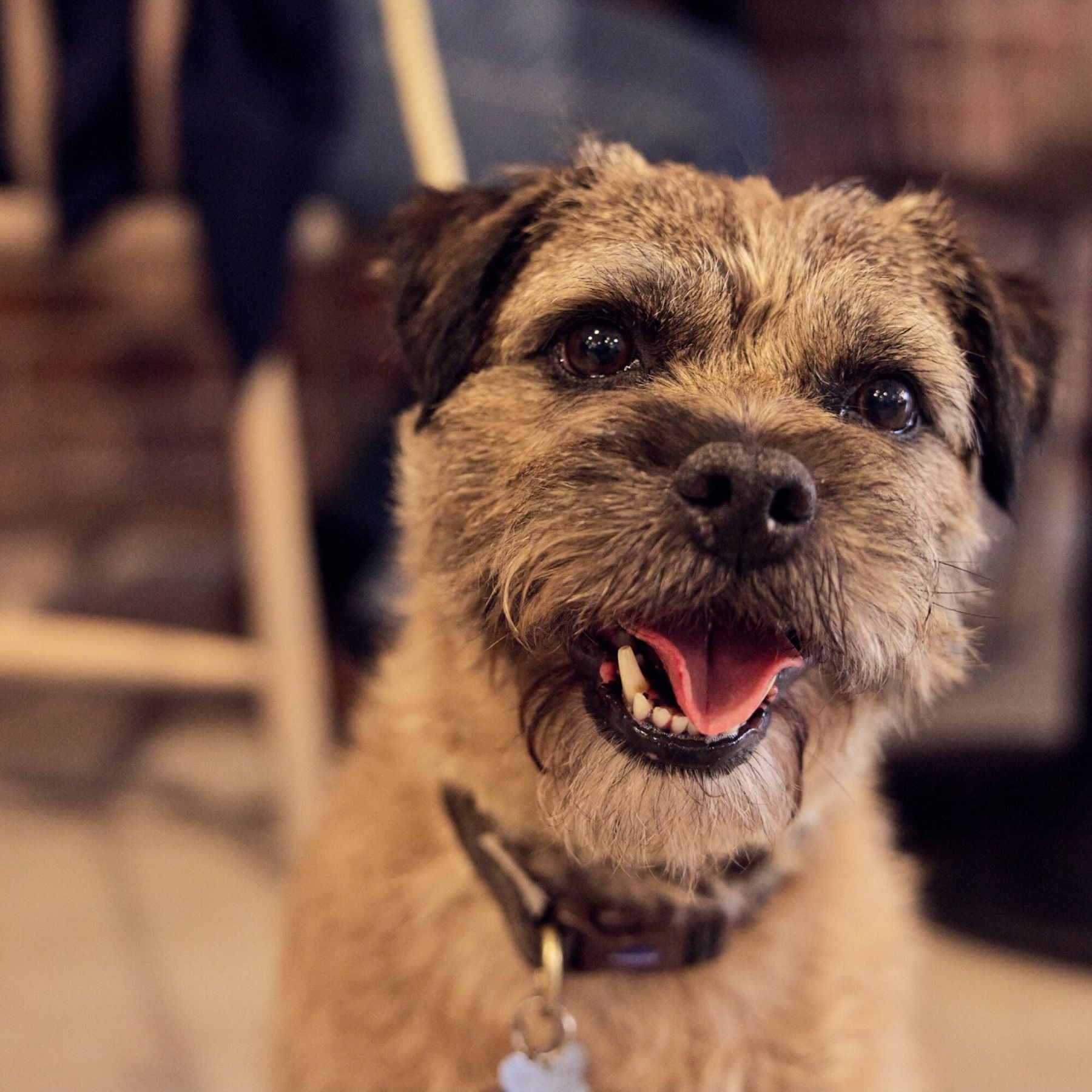 We are dog friendly and like friendly dogs