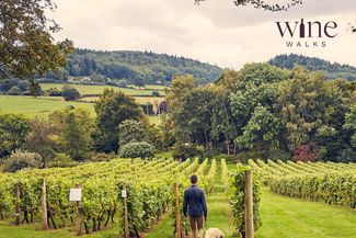 Walking through Coddington Vineyard