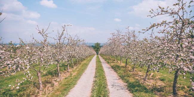 Westons Cider blossom