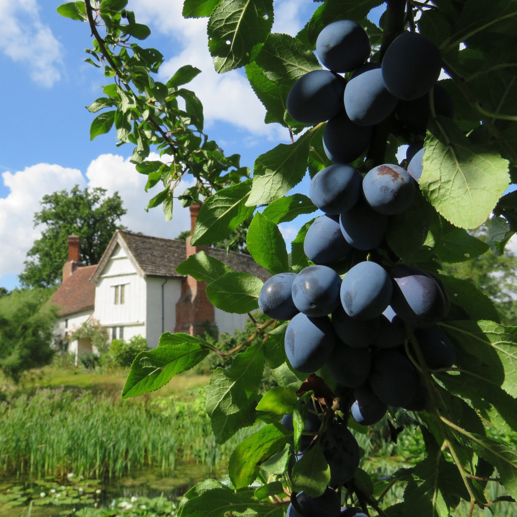 Boughs laden with damsons
