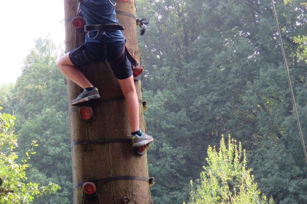 Tree Climbing