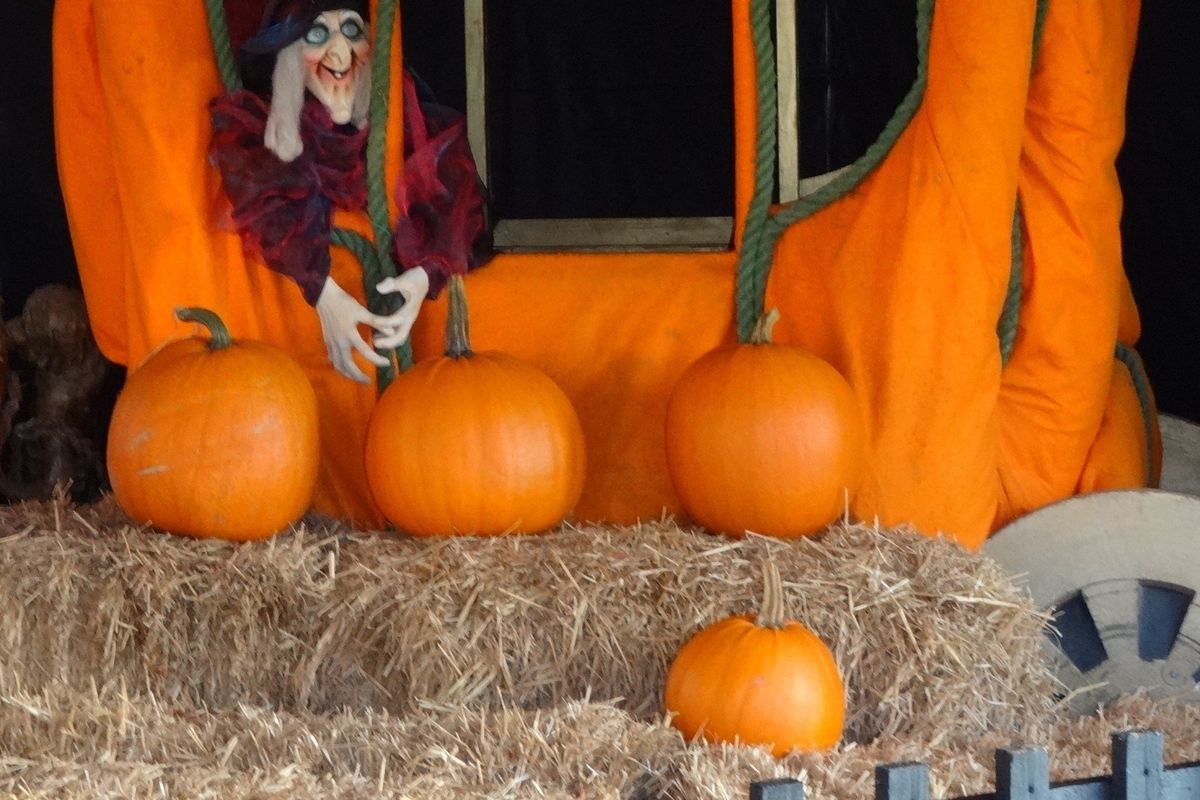 Witch with singing pumpkins