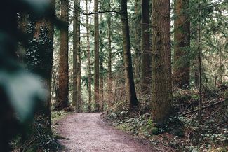 Mortimer Woods