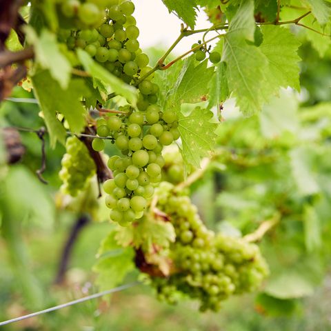coddington vineyard