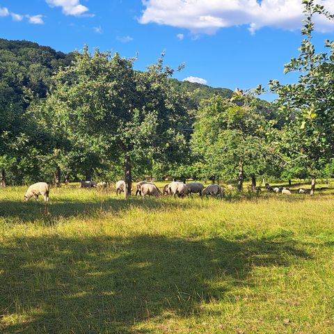 Wye Valley Walk Anniversary Walk 8: Hereford to Fownhope