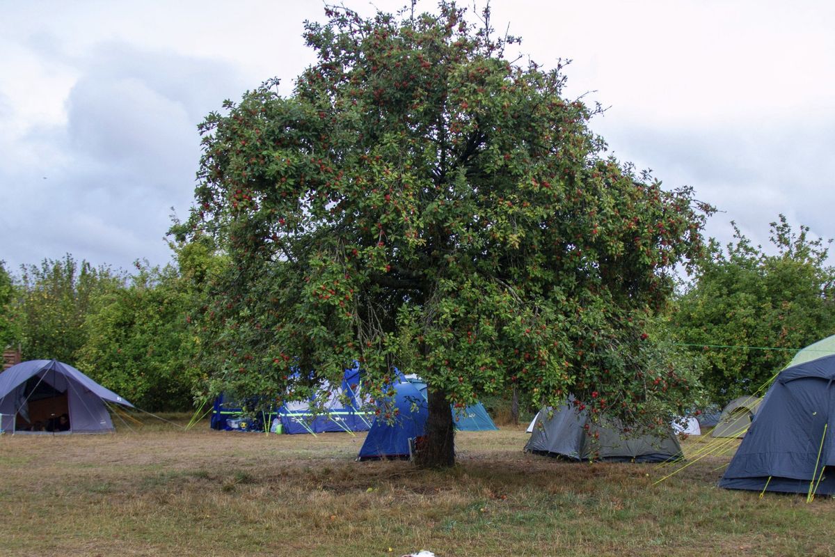 Ross Cider Festival