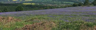 mortimer country
