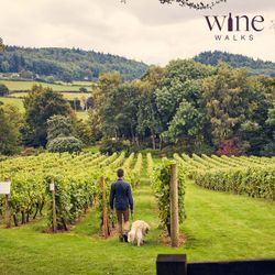 Walking through Coddington Vineyard