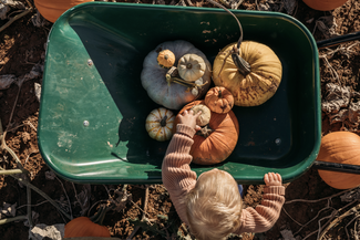 Petes pumpkin patch herefordshire