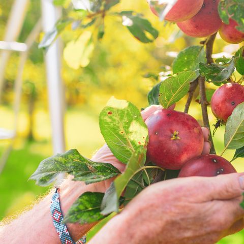 Hands holding apples