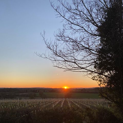 Sunset over vineyard