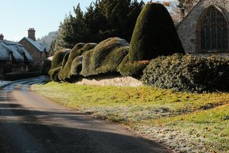 Cloud shaped hedge at brampton bryan village