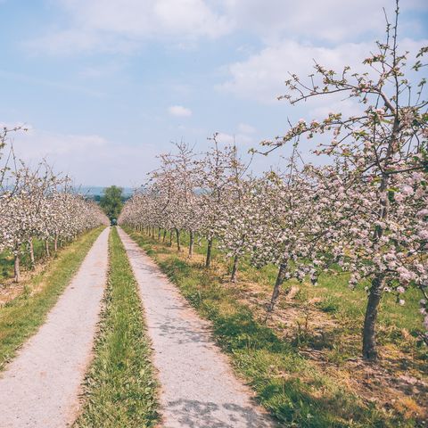 Westons Cider blossom