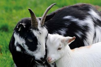 Goat mother and kid
