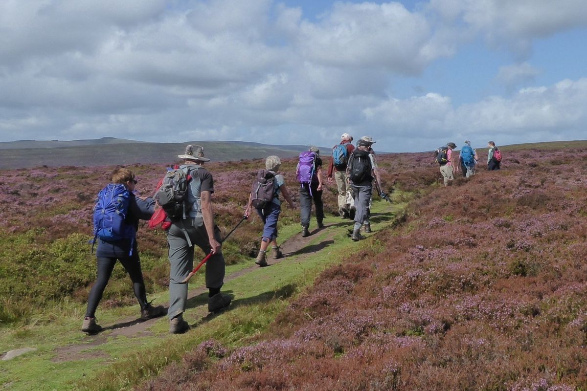 Ross Walking Festival