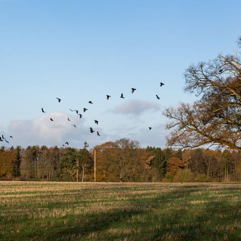Weobley