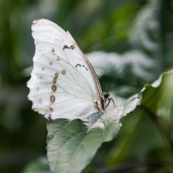 Grey coloured butterfly